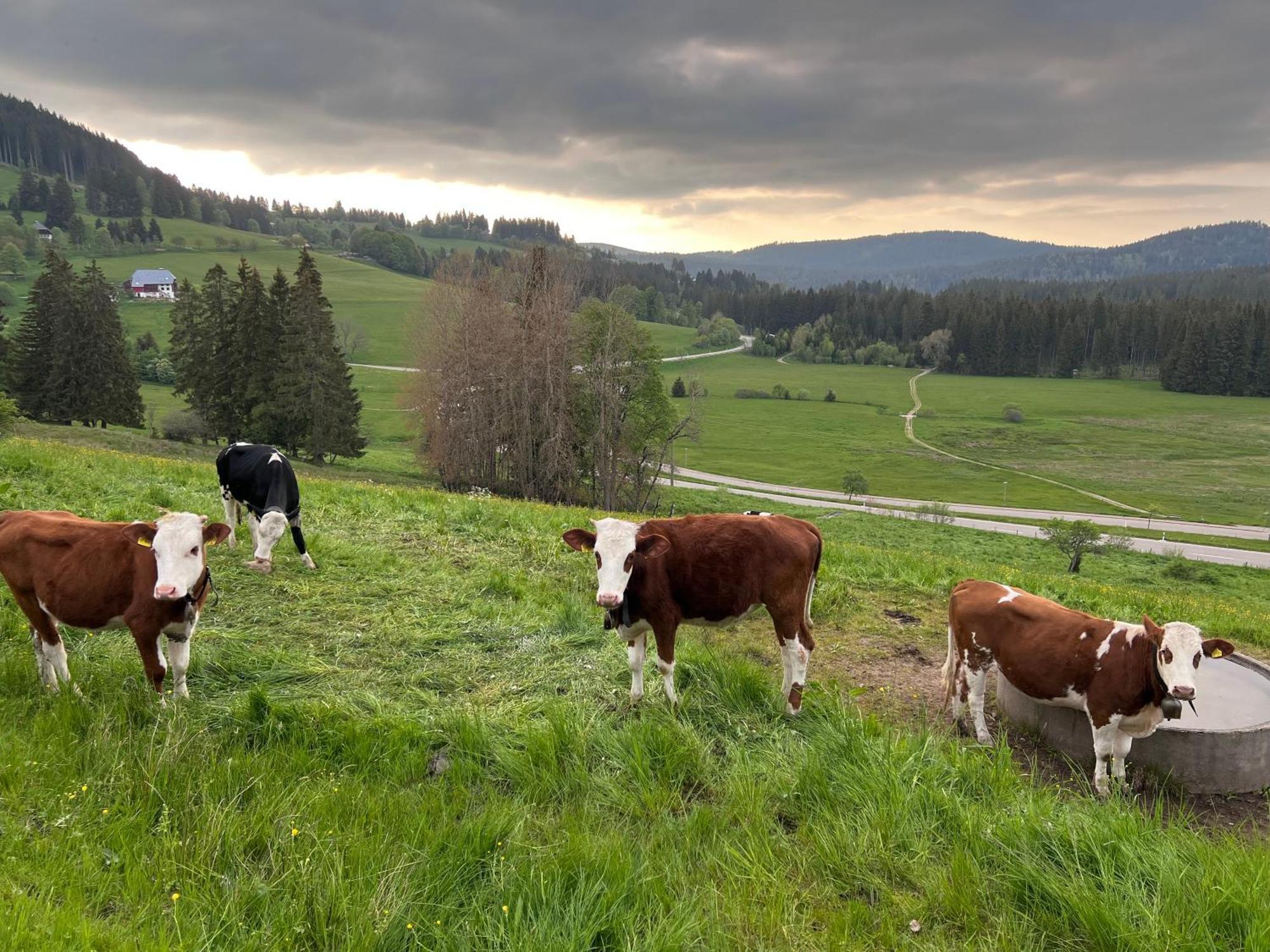 Schwarzwald-Hotel Kraeutle Feldberg  Eksteriør billede